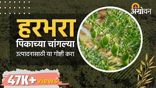 Chana Sowing : हरभरा पिकाचे व्यवस्थापन कसे कराल ? | Dr. Rajaram Deshmukh  | ॲग्रोवन