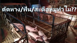 ตัดหางหมูเลือดไม่ออก?? ตัดฟัน/หาง/สะดือลูกหมู??? 14/12/2561