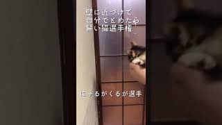 【保護猫】賢い猫は壁に手をつくらしい（賢い猫チャレンジ）