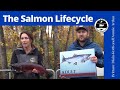 The Salmon Life Cycle - A Resource for Teachers and Students