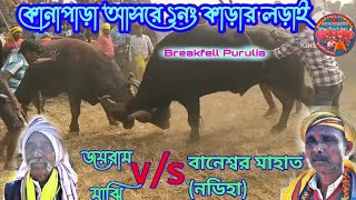 কোনাপাড়া আসরে কাড়া লড়াই