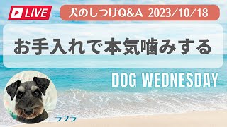 犬とのよりそいチャンネル【中西典子】