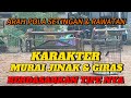 ARAH POLA RAWATAN & SETINGAN MURAI KARAKTER JINAK & GIRAS BERDASARKAN TIPENYA