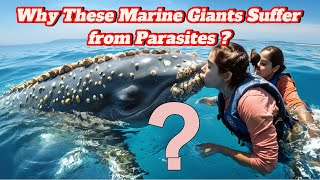 Whales and Their Parasitic Attachments: Why These Marine Giants Suffer from Parasites ?