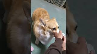 おやすみ前の歯磨きをされる犬! #コーギー  #corgi