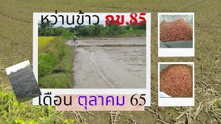 EP01-หว่านข้าว กข.85