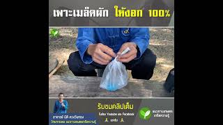 เพาะเมล็ดผักเปลือกหุ้มเมล็ดแข็ง เพาะยังไงให้งอก 100%