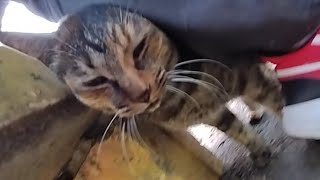 0819☀カフェオレと👴の、藤棚のベンチDEイチャイチャ🫶劇場②😋😽🐾