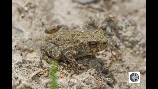 Pouvez-vous trouver le crapaud bien camouflé?/Can you find the well-camouflaged toad?