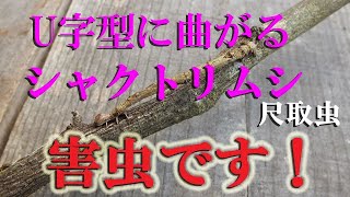 [尺取り虫] 自然観察 見る人によっては可愛らしいと言う蛾の幼虫！U字型に曲がりユーモラスな動きをするシャクトリムシ。しかし！もはや害虫でしかない無数のシャクトリムシは、駆除をする以外にありません。