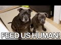 English Staffordshire Bull Terrier Puppy's Mealtime Bond