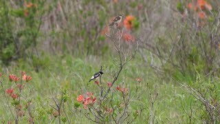 霧ケ峰高原のノビタキ（雌雄）とレンゲツツジ　その１（4K60P動画）