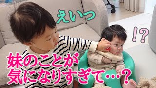 【年子育児】生後2か月の妹におやつをあげる１歳兄【ほのぼの】