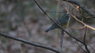 ルリビタキ Red-flanked bluetail 2015/12/20