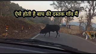 This is how the entry of Tiger is in the village | Jim Corbett Tiger Attack