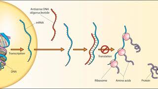 Sense (molecular biology) | Wikipedia audio article