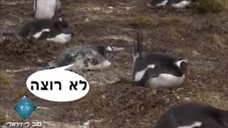 חחחחחח מצחיק מאוד חובה צפייה