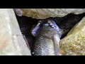 مذهل أفعى تبتلع سمكة مقطع فريد ونادر للغاية snake swallows a fish