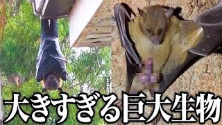 【リアル吸血鬼】世界最大のコウモリがトラウマ確定...実在する動物ランキングががツッコミどころ満載だったwwwwww傑作選#17【なろ屋】【ツッコミ】【都市伝説】