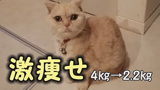 【スコティッシュフォールド】腎不全の影響で激痩せ！食欲不振で元気がない猫…【スコネコ日記】