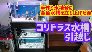 【金魚】【GoldFish】【コリドラス】手作り水槽台に水槽を設置