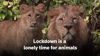 Jerusalem zoo animals get lonely in lockdown