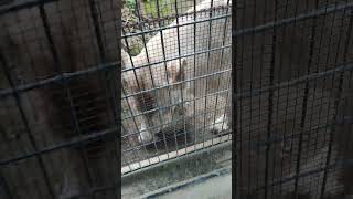 尾夏夜★㉘ホワイトライオン・白獅子・リズムちゃん・沖縄こどもの国・・・White_Lion・Okinawa Zoo \u0026 Museum(20221001)