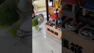 オキナインコが鐘をならして帰りにお賽銭 #shortsfeed