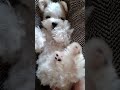 【子犬3ヶ月動画】890グラム子犬にキュン♥　 マルチーズ　 子犬　 こいぬ　 仔犬　 幼犬　 パピー犬　 子犬3ヶ月　 愛犬　 可愛い子犬　 子犬の成長記録　 dog　 まるちーず　 犬ダンス