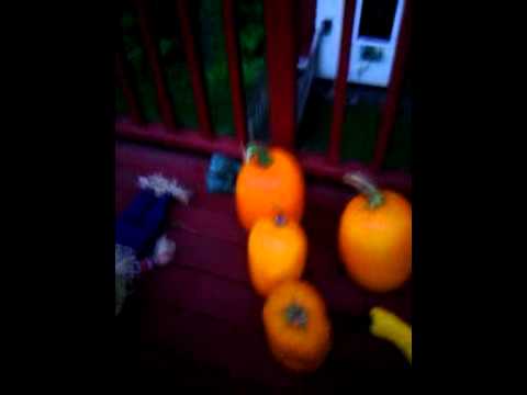 How to stop squirrels from eating your pumpkins! How to stop squirrels from eating your pumpkins!