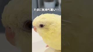 インコの換羽期ビフォーアフター！【サザナミインコ】 #shorts