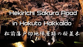 松前藩戸切地陣屋跡の桜並木　法亀寺の枝垂れ桜 2018