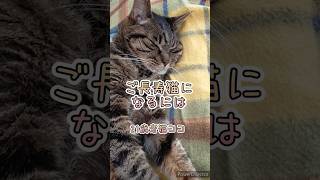 【21歳老猫ココ】ご長寿のヒケツがあるらしいにゃ。 #シニアの日常 #シニア #cat #猫のいる暮らし #保護猫 #老猫 #老猫介護 #高齢猫 #シニア猫 #猫の日常 #秘訣 #睡眠 #老猫ココ