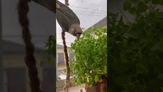 ［ウロコインコ］岩鬼になったチョボ #greencheekconure #parakeet #conure