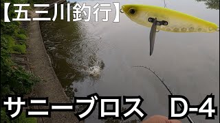 【五三川釣行】サニーブロス　D-4 でバスゲット。bassfishing fishing ハネモノ　トップウォーター　水面炸裂