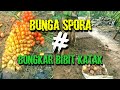 BUNGA PORANG SPORA | dan uji bongkar porang dari bibit katak | SPORA@JamalNow