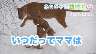 ほのぼのライオンファミリーオリト \u0026 イオ「いつだってママは」あさひやま動物園チャンネル《非公式》Honobono Lion Family Orito \u0026 Io \