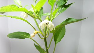 【野菜の花】シシトウの開花（花の開花＃ 429) / Flowering sweet pepper (Timelapse)