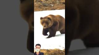 Giant Grizzly Bear Calling And Hunting #bear #hunting