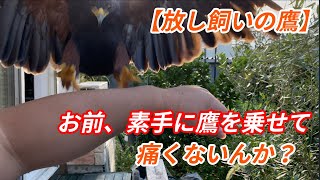 【20万回再生】【猛禽飼育】お前、素手に鷹を乗せて痛くないんか？  ハリスホーク,HarrisHawk,放し飼い、cage free hawk