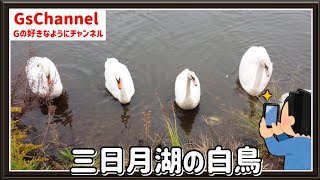 【🇯🇵旅日記】三日月湖:三日月湖の家族白鳥