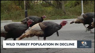 Wild Turkey Population On The Decline