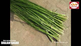 || Kusha Grass  कुशा घास ||