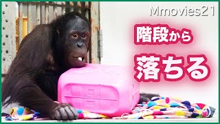 落ちて遊ぶオランウータンはヘルメット着用で安全に Orangutan　is falling and playing