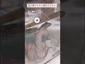 ヤモリのヤモちゃんはじめました。【ニホンヤモリ japanese gecko】