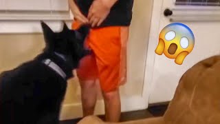 SO FUNNY 😂😂 TRY NOT TO LAUGH FUNNY DOG FAILS VIDEOS 2022 #3 - Daily Dose of Laughter!