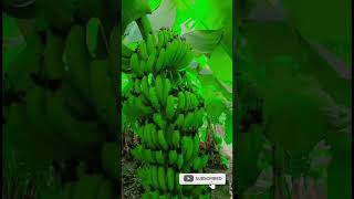 #banana Maharashtra Pune #gardenSolapur