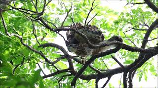 初生之鷹的冒險1-鳳頭蒼鷹幼鳥