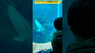 【真冬の旭山動物園】ゴマアザラシが優雅に泳いでいる姿を見ることができたよ🦭北海道旭川市✨#ninjya #shorts #旭川市 #旭山動物園 #あざらし #円柱水槽 #スティーブ #トレーシー