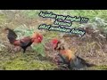 Kejadian yang aneh saat mikat AYAM HUTAN !!! bersa pikat  bulu tedung